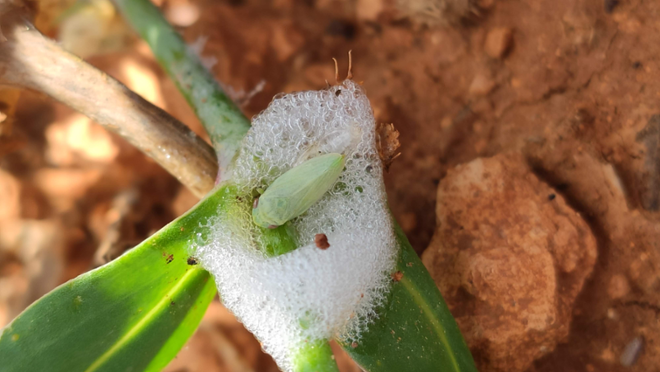 Emergència de l'adult de Philaenus spumarius dins l'escuma. Foto: Júlia López